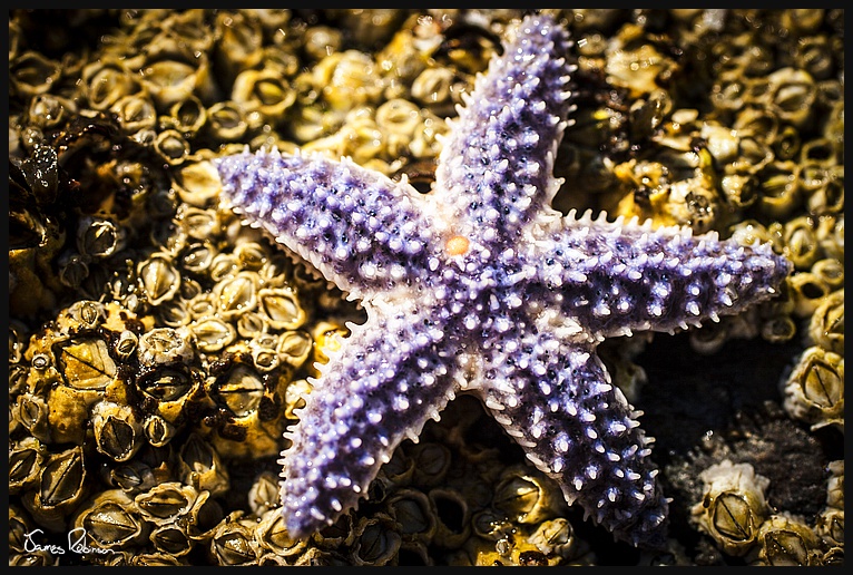 Blue Sea Star; Peaks Island, Maine