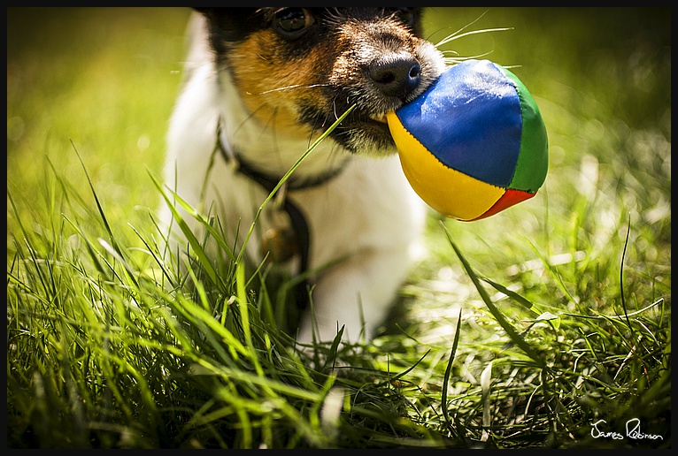 Aggie the Terrier!; Great Missenden, England